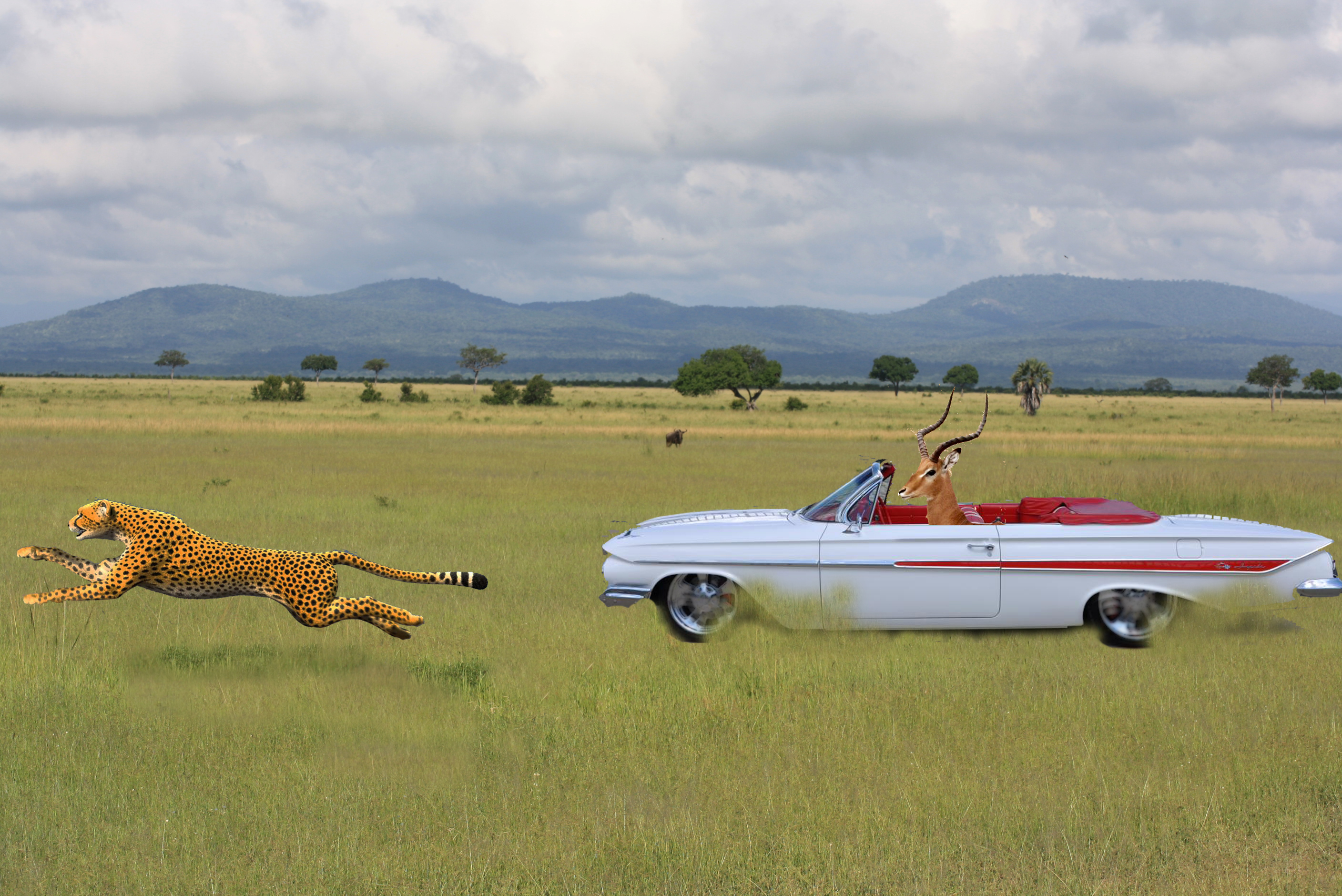 Impala-chasing-cheetah-rod-ash
